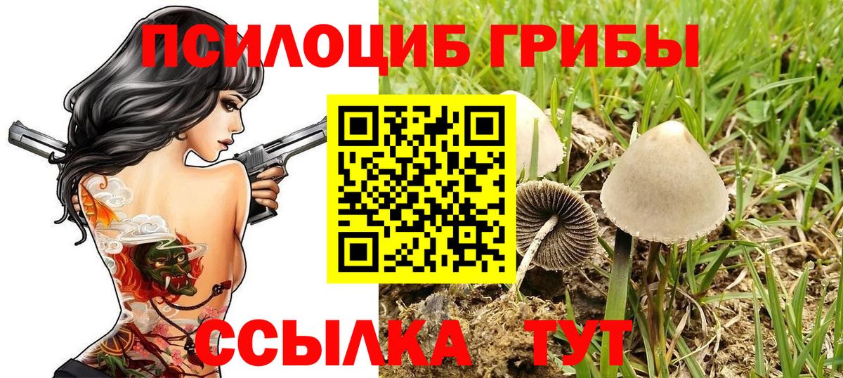 где купить наркоту  Вход с VPN  Хасавюрт  Псилоцибиновые грибы Psilocybine cubensis 
